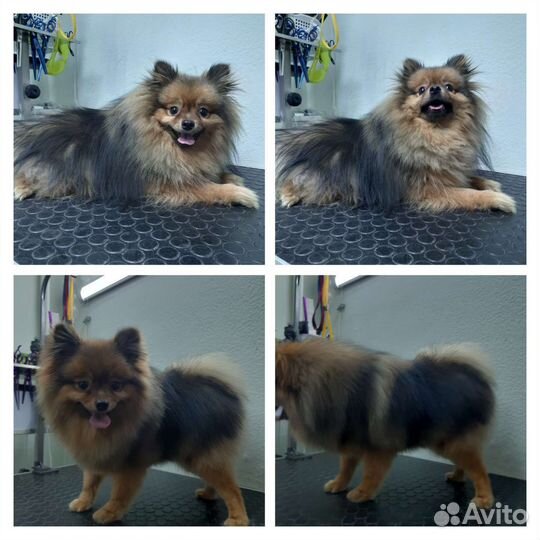 Зоопарикмахер