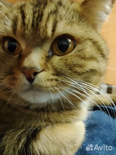 Британские котята