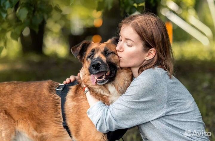 Метис овчарки в добрые руки