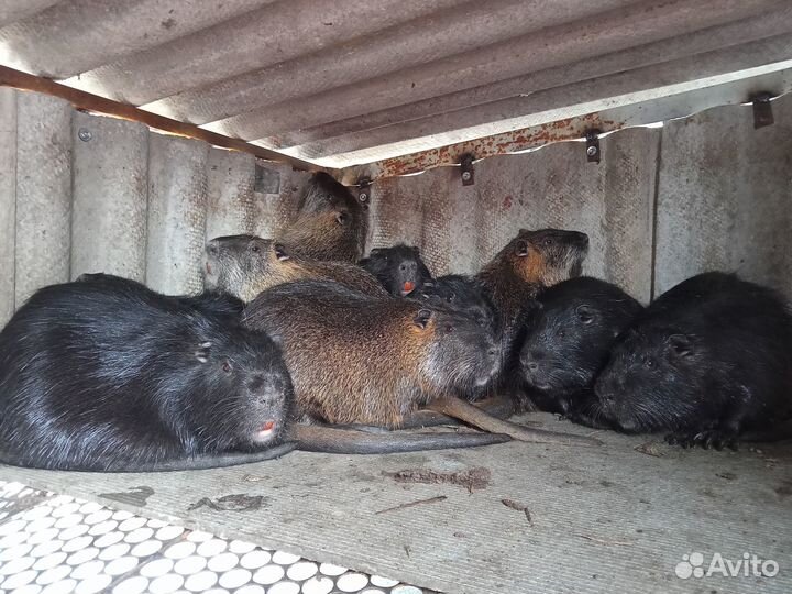 Нутрии живые
