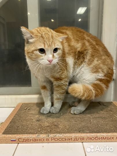 Коты в добрые руки