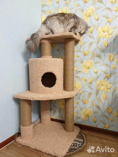 Когтеточки с домиком