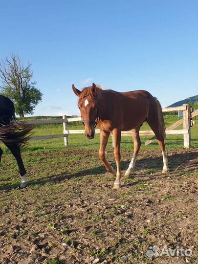 Лошадь жеребец