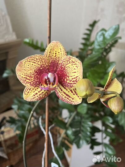 Орхидея фаленопсис