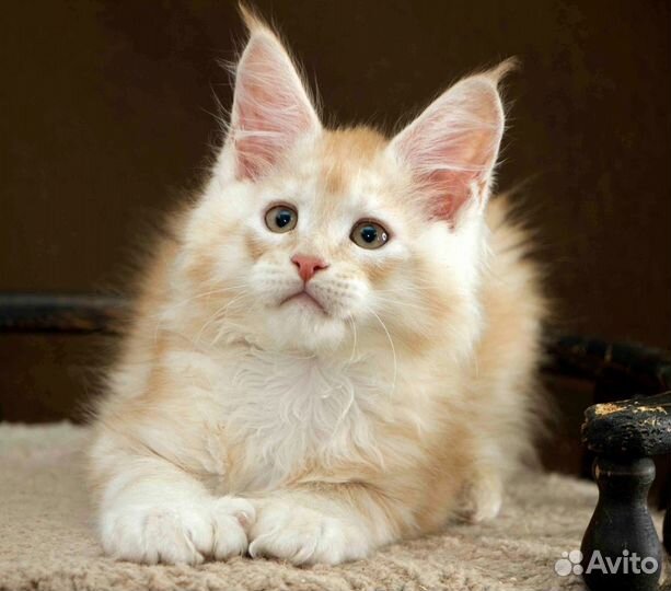 Мейн-кун полидакт 66/66