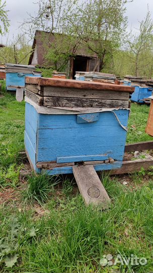 Продам пчелосемьи