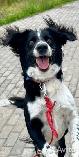 Красивая собака метис с Бордер колли в добрые руки