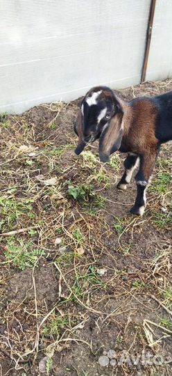 Камори. Битал. Нубийцы