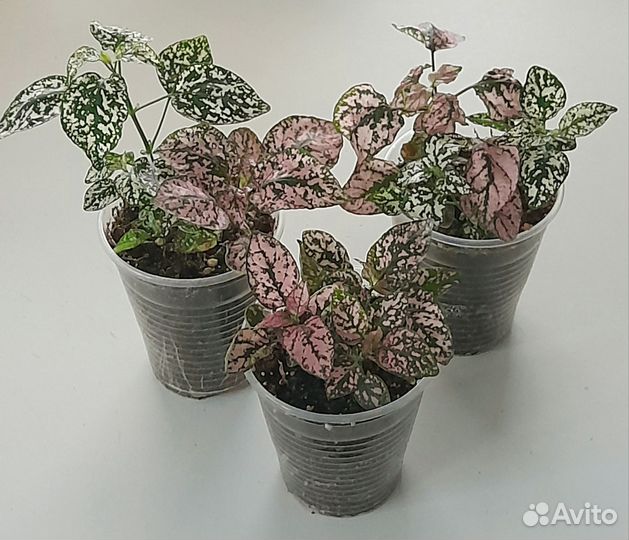 Интересные домашние растения с доставкой