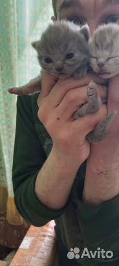 Кошки