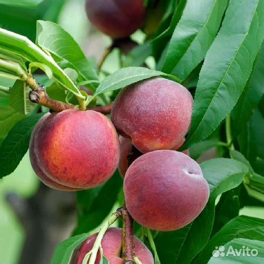 Персик 