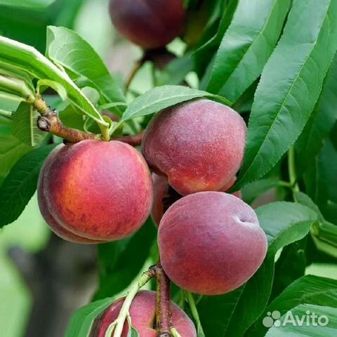Персик 