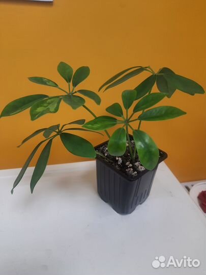 Карисса, антуриум, адениум, мурайя