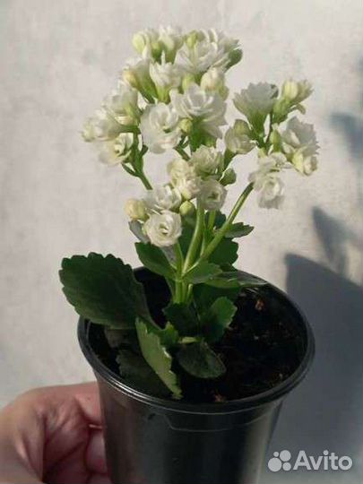 Белые коланхое