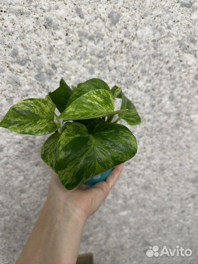 Эпипремнум марбл квин