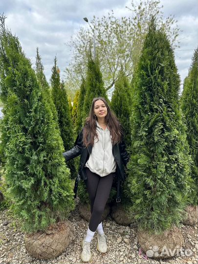 Туи Смарагд 200-220см. Все размеры в наличии