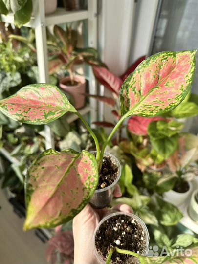 Аглаонема lam sam