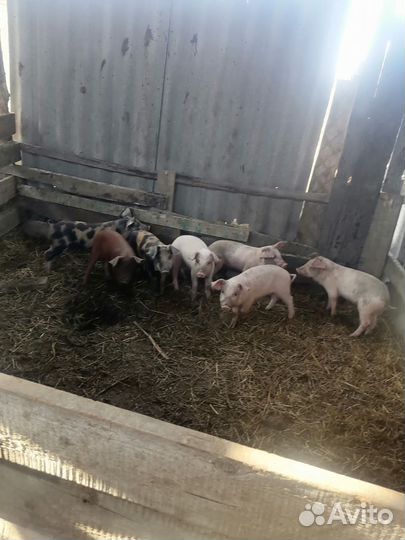 Поросята