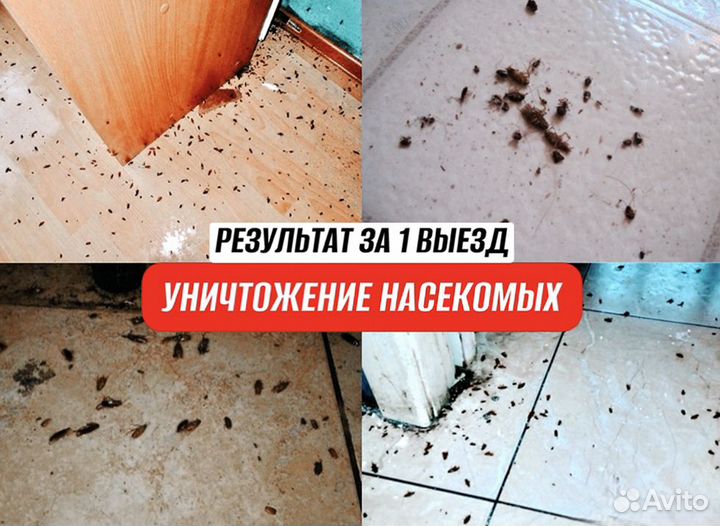 Уничтожение клопов, тараканов. Дезинфекция