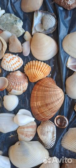 Морские ракушки раковины