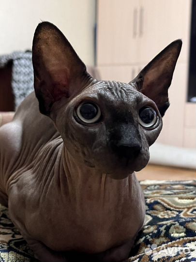 Канадский сфинкс