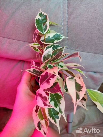 Фикусы сортовые, обновлён