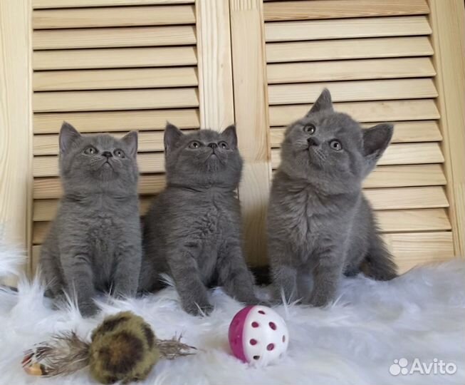 Британские котята ласковые и послушные