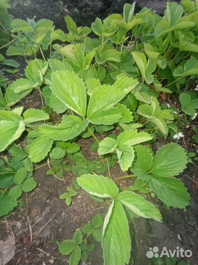 Садовые цветы и растения