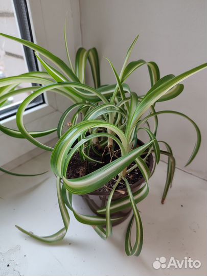 Хлорофитум