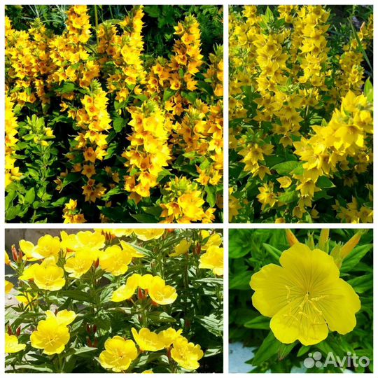 Тысячелистник, лилейники и др