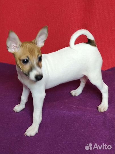 Той-фокстерьер