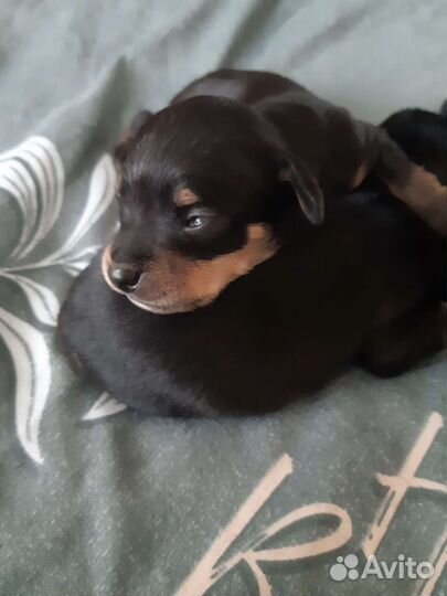 Мини той-терьер