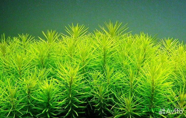 Аквариумные растения большими пучками