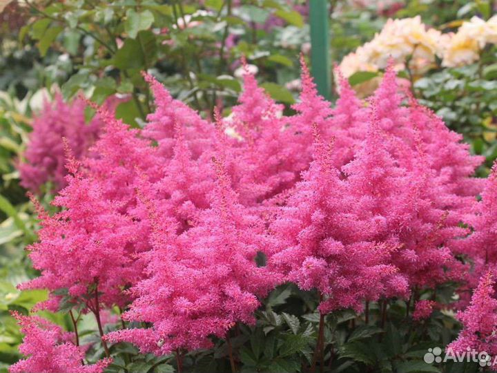 Астильба: неприхотливые многолетники