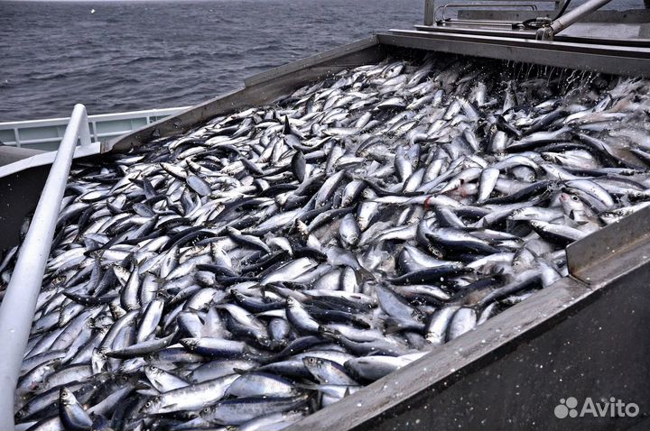 Инвестиции в рыбодобывающую продукцию