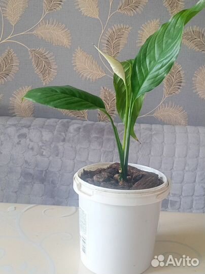 Спатифиллум