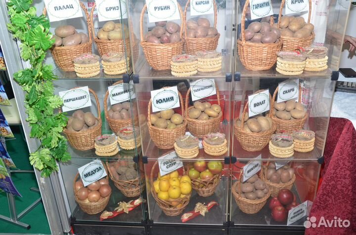 Элитный семенной картофель Коломба, Королева Анна