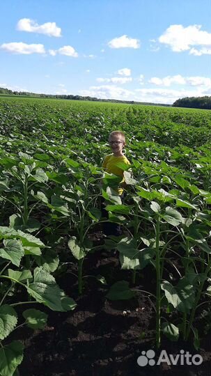 Мёд от пасечников. Мёд подсолнечный