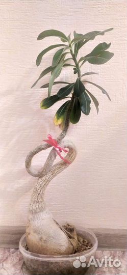 Адениум обессум Бронь для Ирины до 18.07