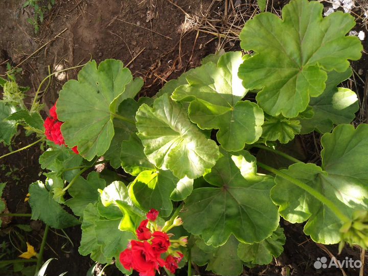 Пеларгония (герань)