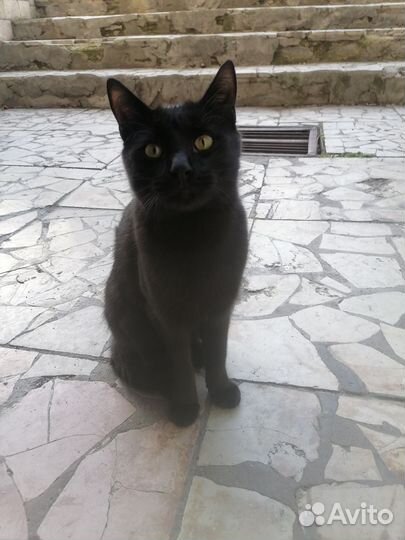 Отдам бесплатно кота