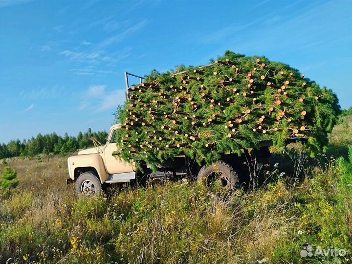 Сосны и ели оптом с гарантией качества