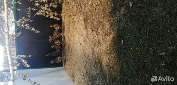 Фазаны королевские 23 г