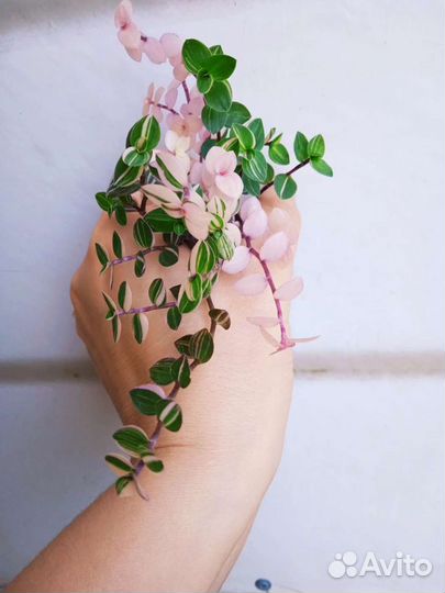 Каллизии.Сеткреазия вар. Коллекция