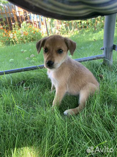 Собака, щенок