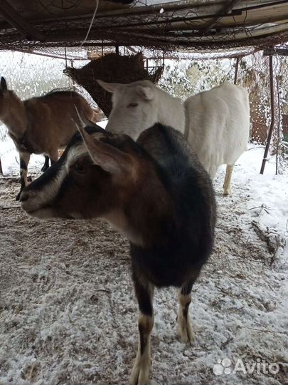 Козы и козлята Альпийские и Заанинские девочки