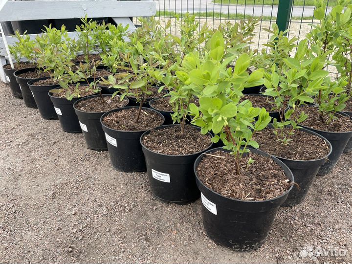 Жимолость съедобная