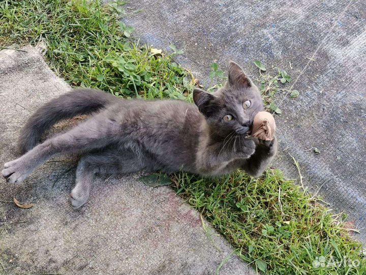 Кошка в дар бесплатно русская голубая