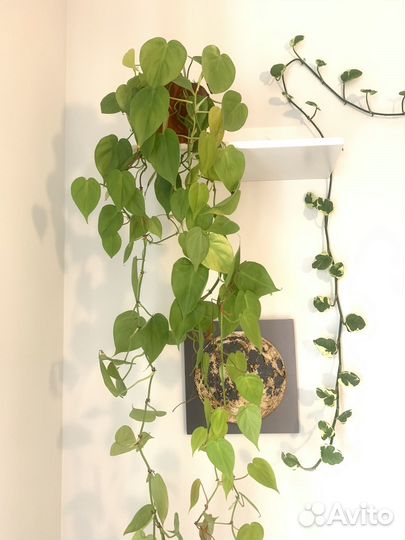 Филодендрон лимонный взрослое растение