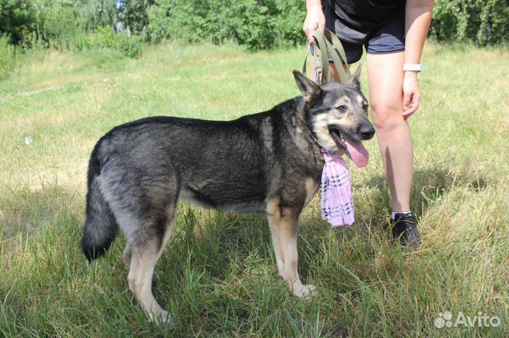 Собаки бесплатно в добрые руки